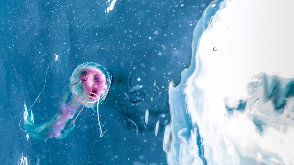 Underwater Art Photography: collection of photo art prints, perfect for interior design to bring and celebrate beautiful nature in your home