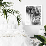Highland Cow