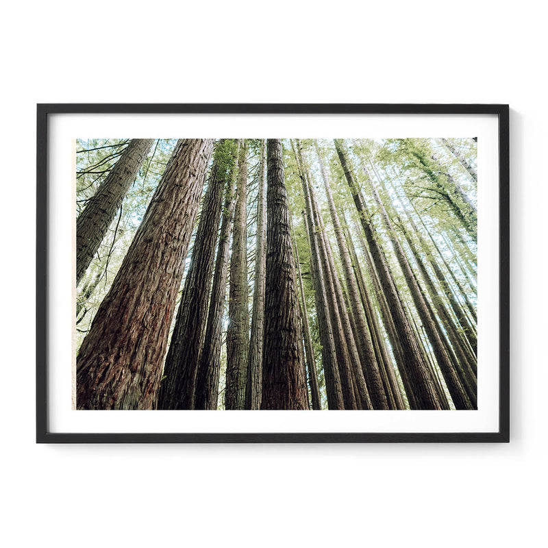 Redwoods