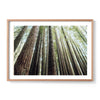 Redwoods