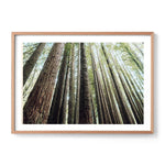 Redwoods