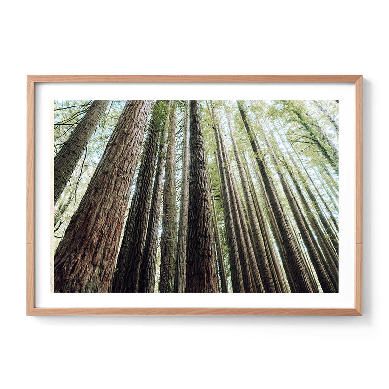 Redwoods