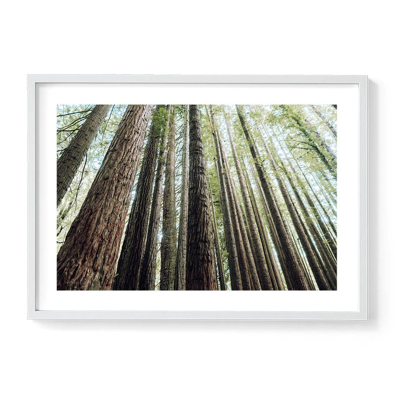 Redwoods