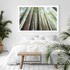 Redwoods