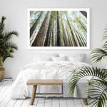 Redwoods