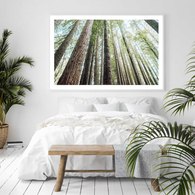 Redwoods