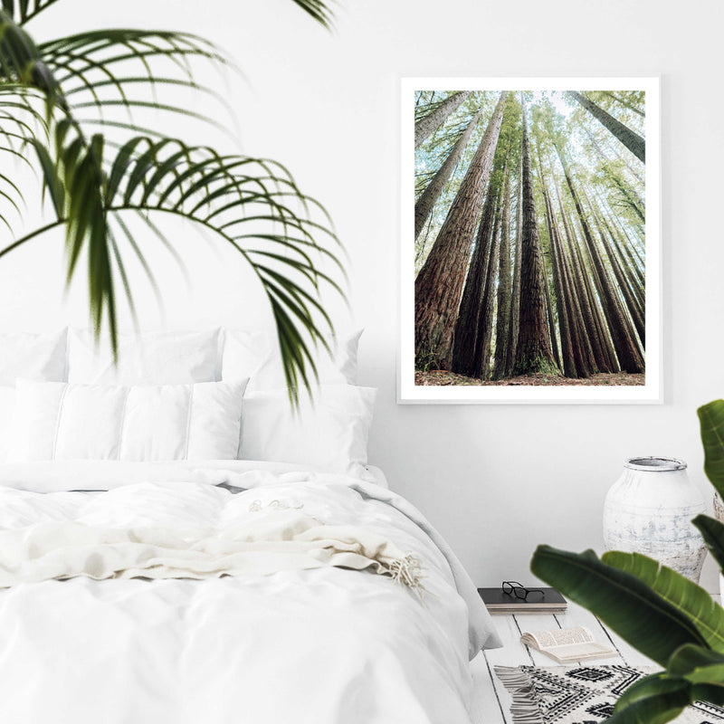 Redwoods