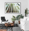 Redwoods
