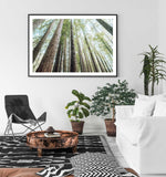 Redwoods