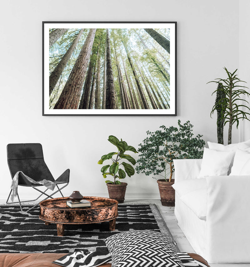 Redwoods