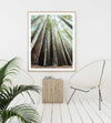 Redwoods
