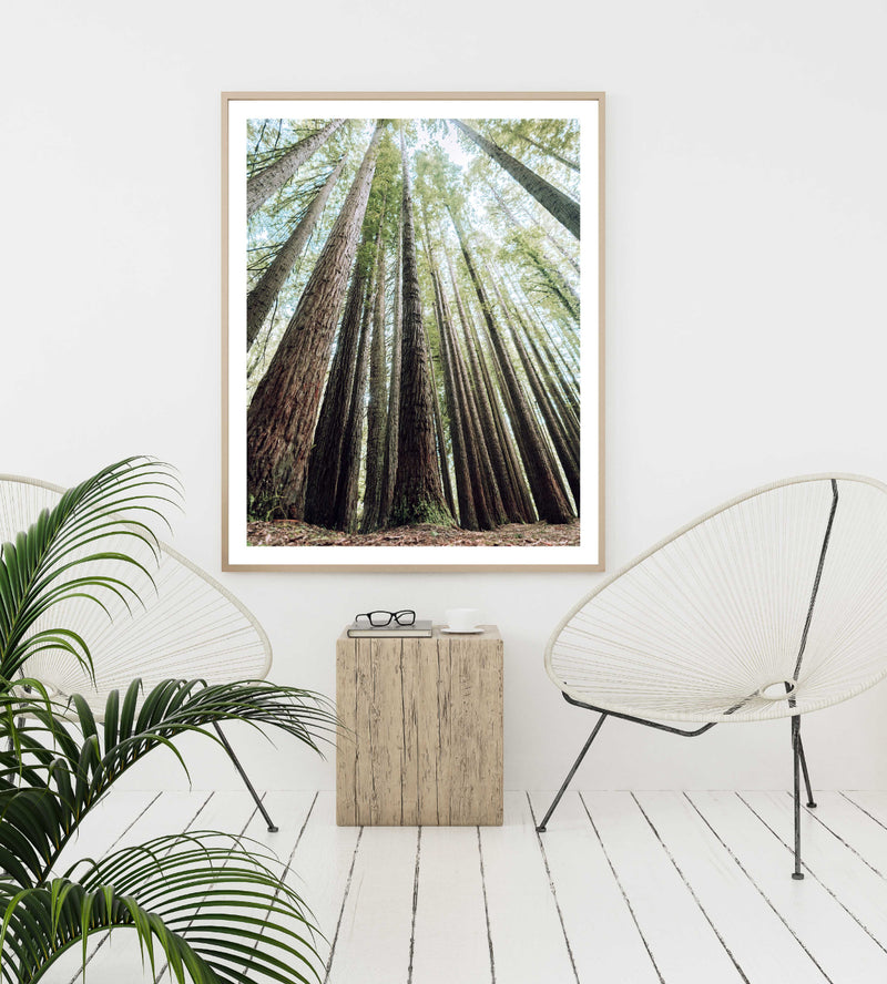 Redwoods