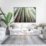 Redwoods